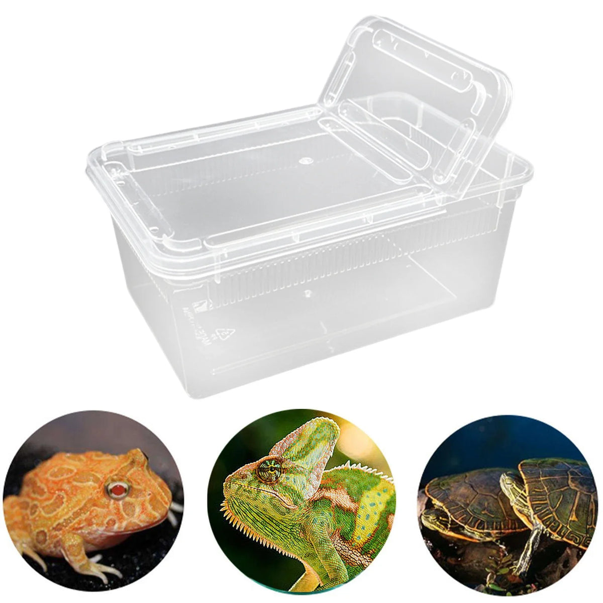 Reptile Feeding Box Terrarium Mini Clear - ProPawPet.com