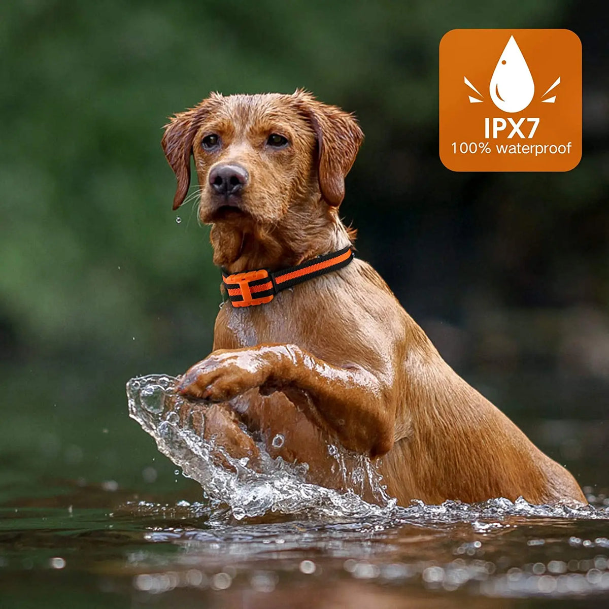 Dog Training Collar Waterproof Rechargeable - ProPawPet.com