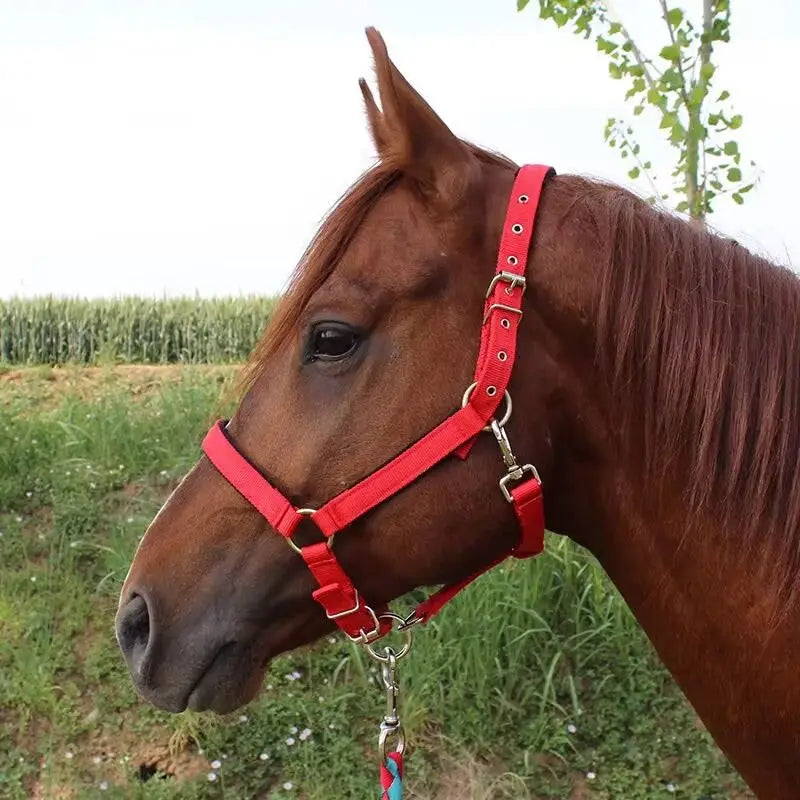 Horse Halter Protective Padded Adjustable - ProPawPet.com