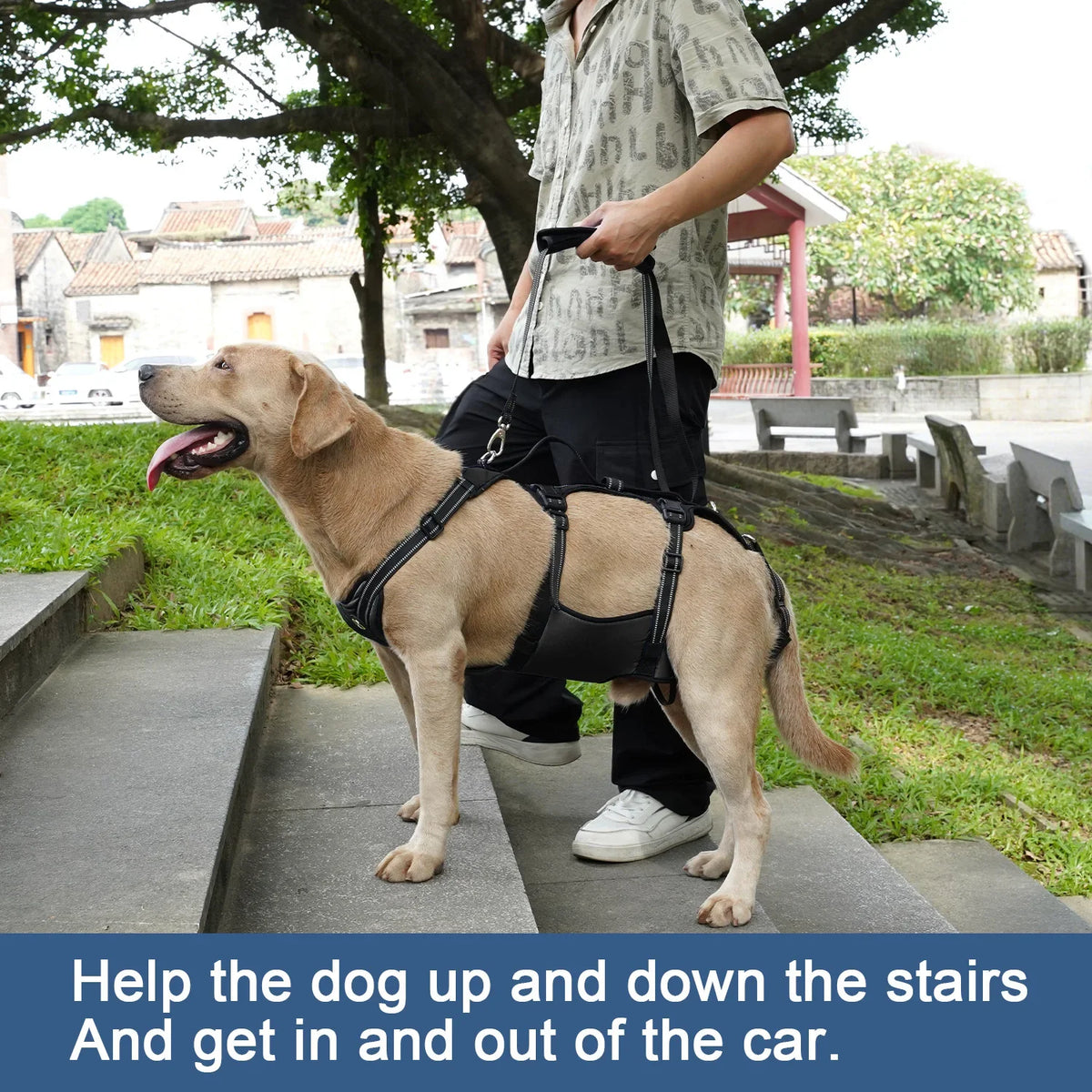 COODEO Dog Back Brace For Back Pain Post - ProPawPet.com