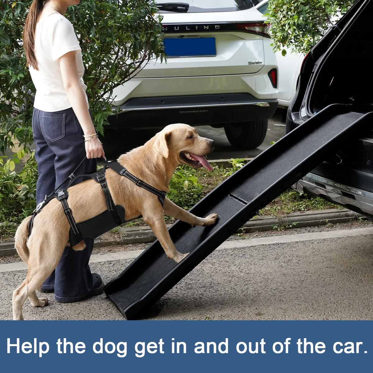 COODEO Dog Back Brace For Back Pain Post - ProPawPet.com