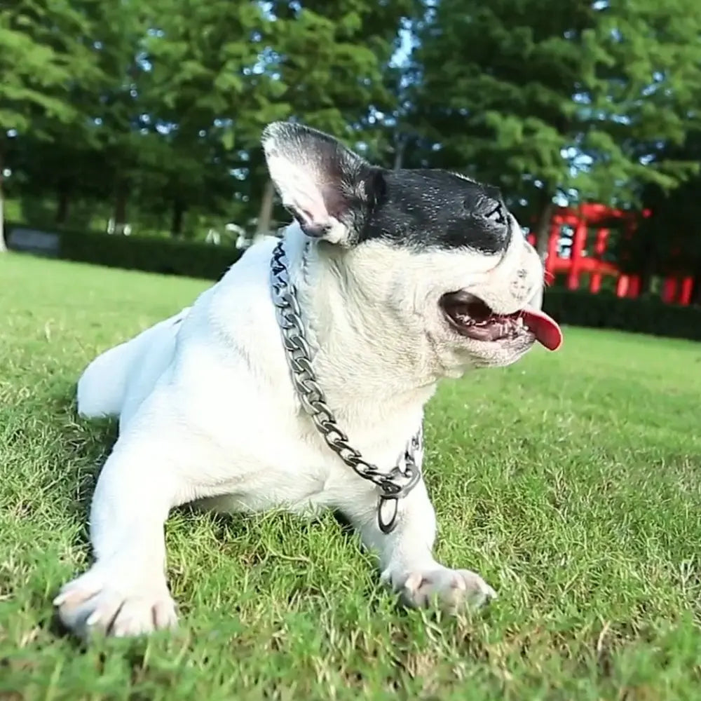 30-75CM 304 Stainless Steel P Chain Dog - ProPawPet.com