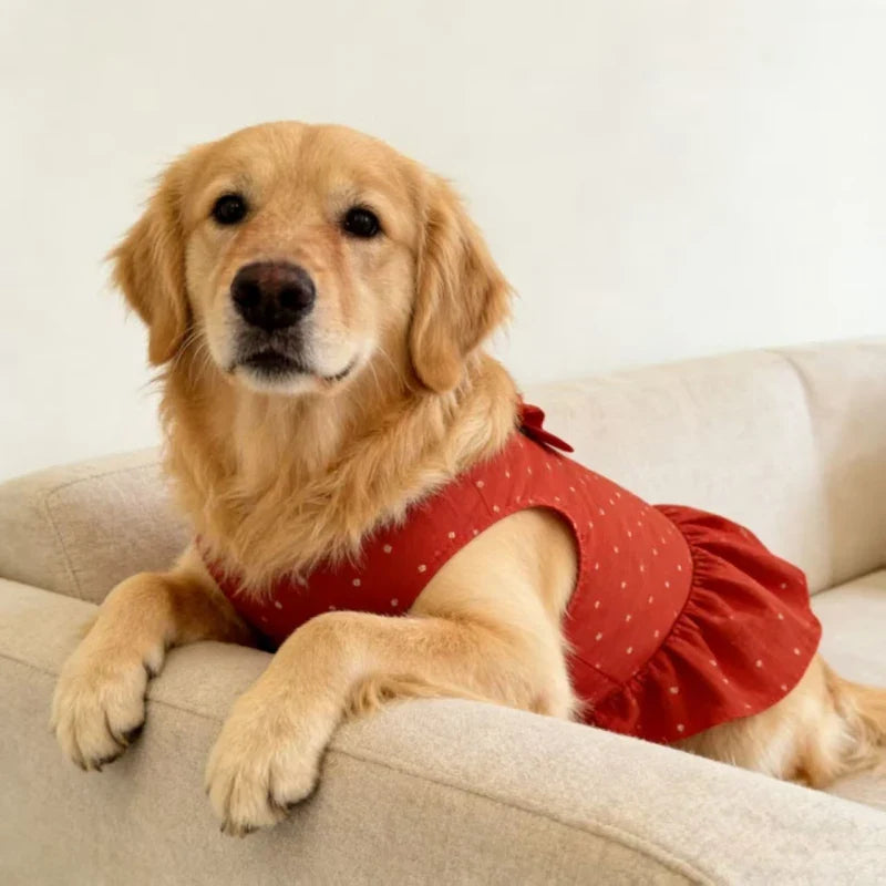 Golden Retriever Clothing Dress Summer Dog - ProPawPet.com