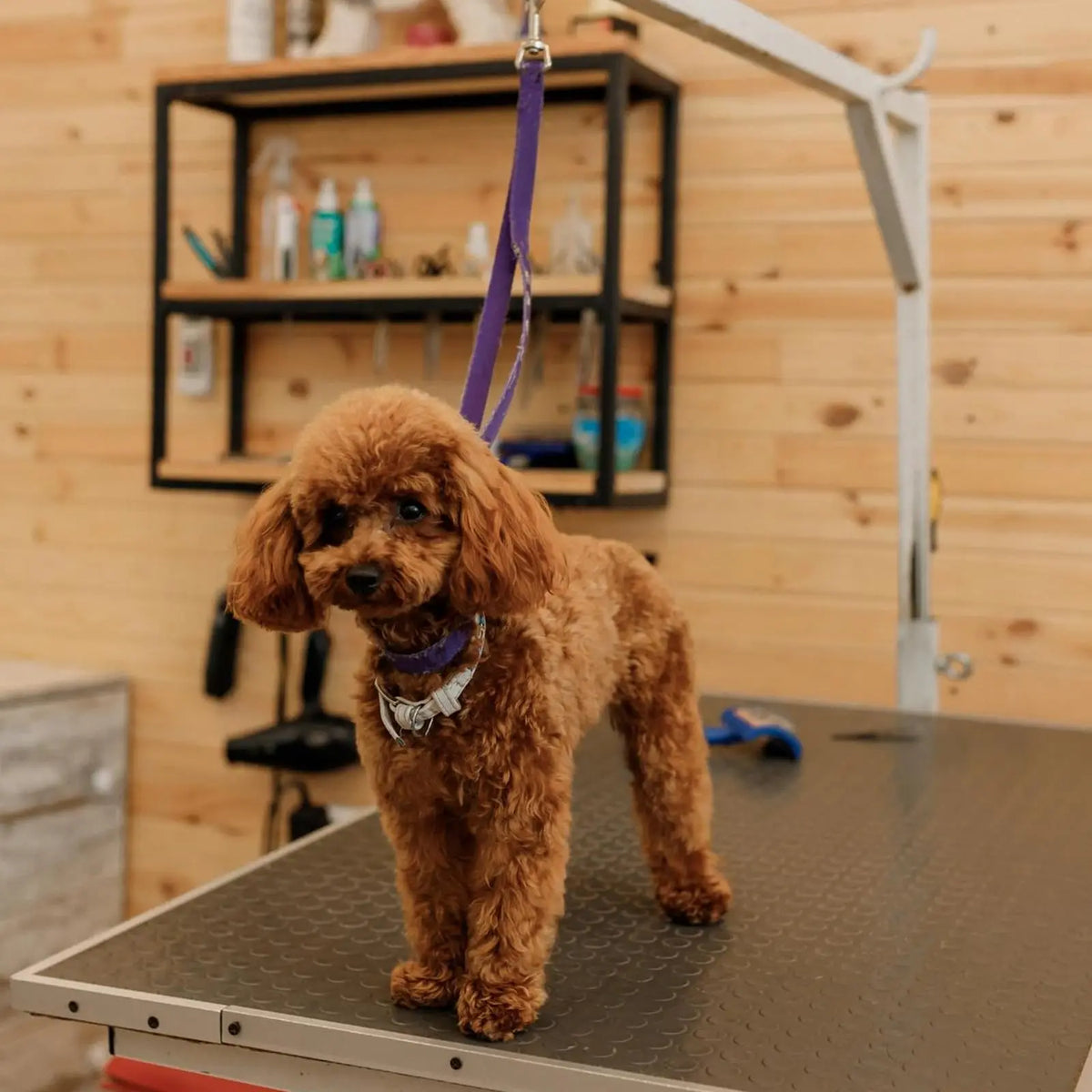 Adjustable Dog Grooming Safety Strap - ProPawPet.com