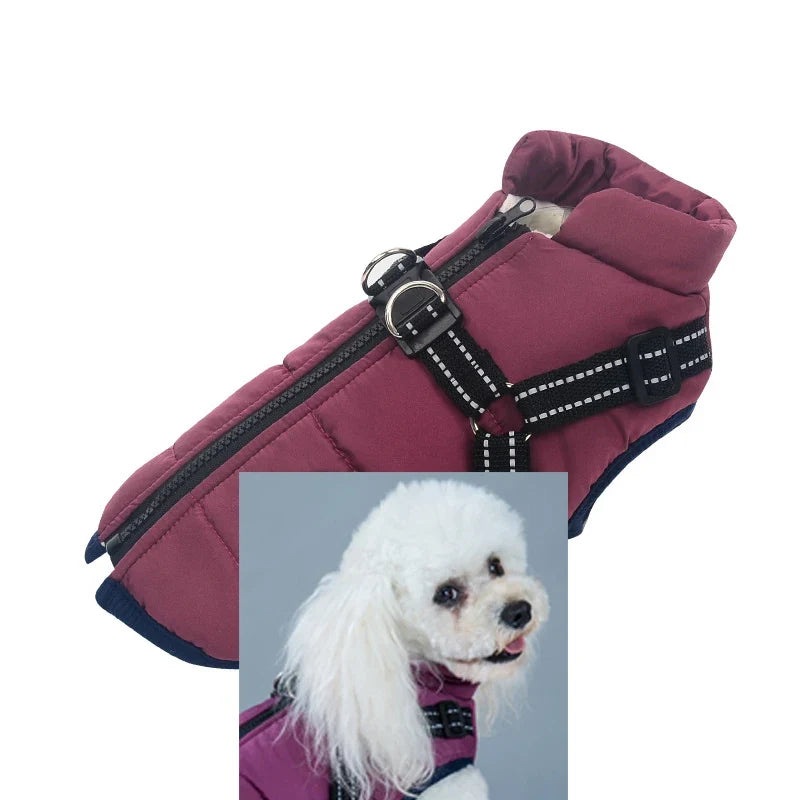 Customizable Winter Dog Clothes Collars, - ProPawPet.com