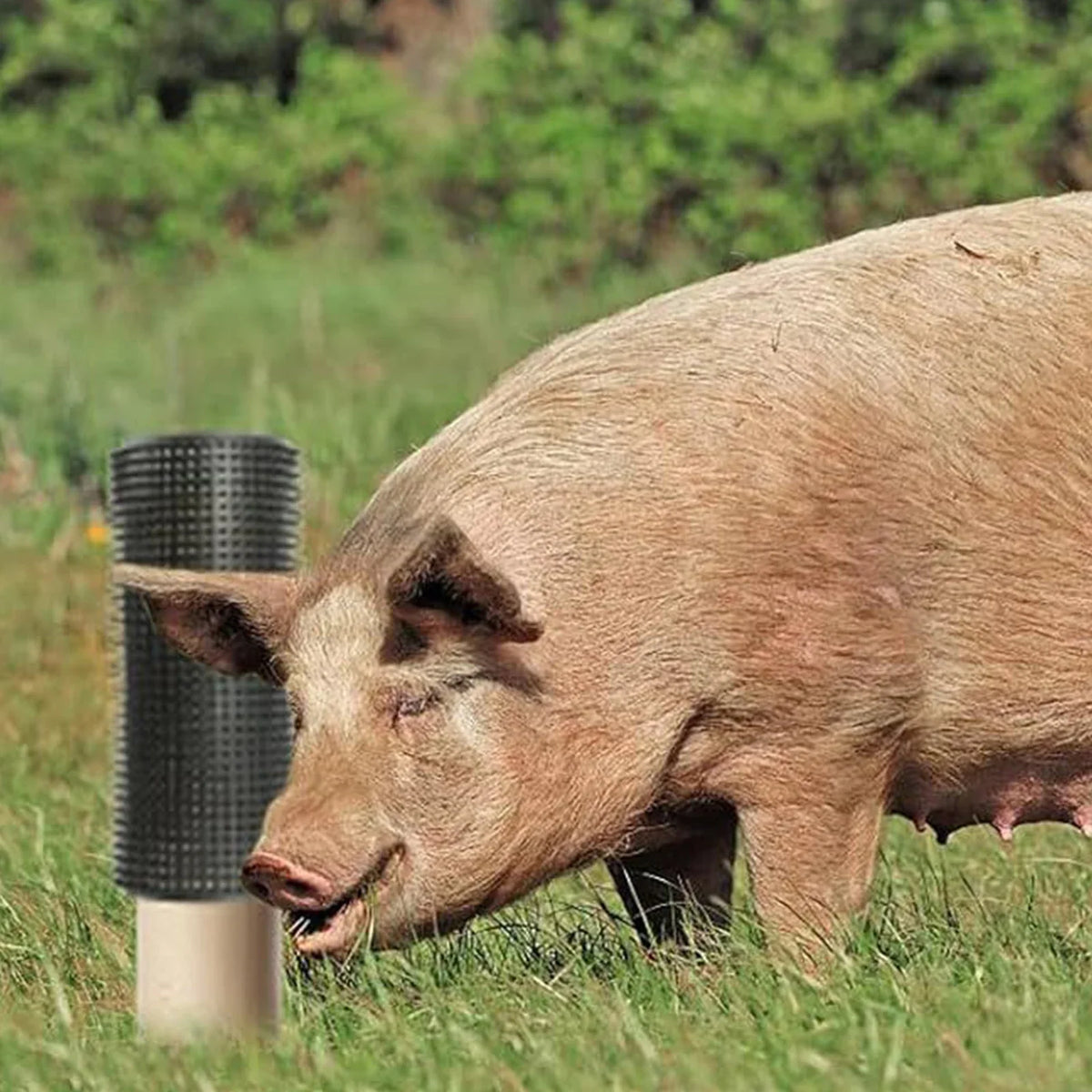 Farm Animal Horse Scratcher Anti-Itching - ProPawPet.com