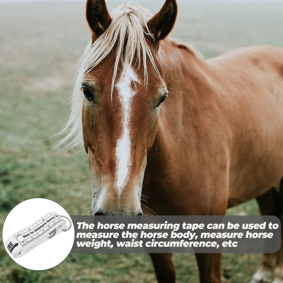 Flexible Horse Measuring Tape Push Button - ProPawPet.com