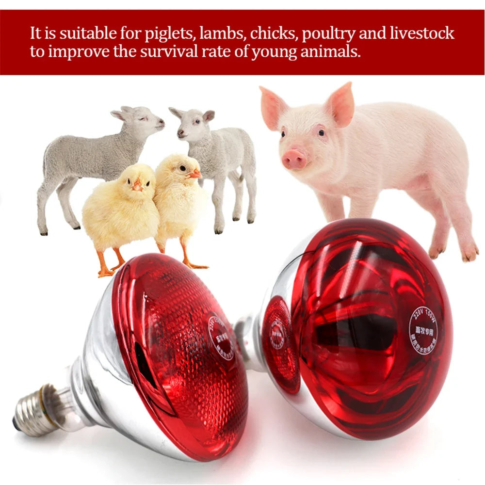 New Pet Reptile Heating Lamp Set - ProPawPet.com