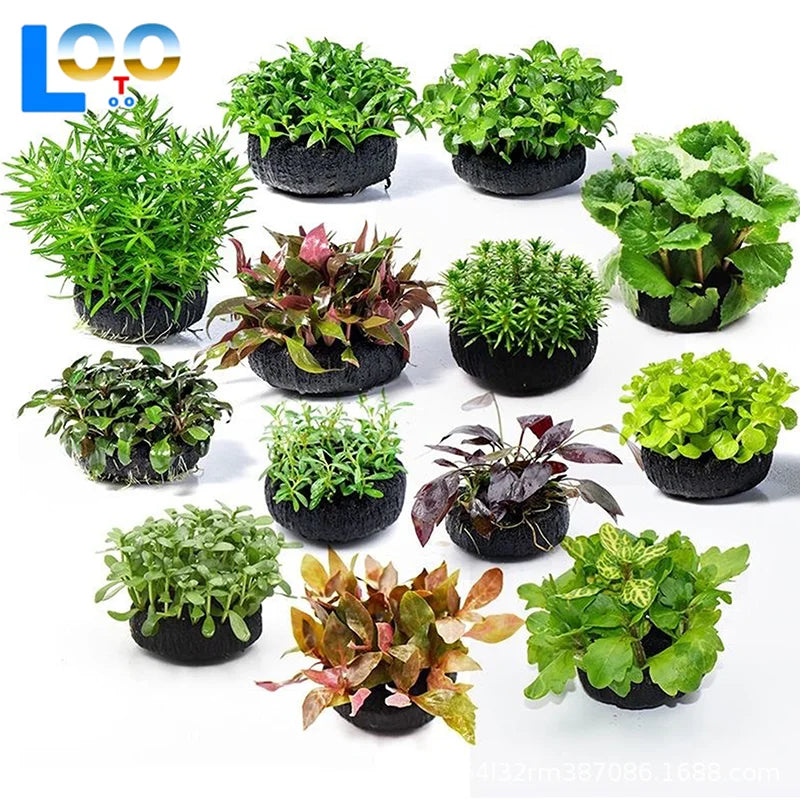 2Pcs Black Fish Tank Water Grass Planting - ProPawPet.com