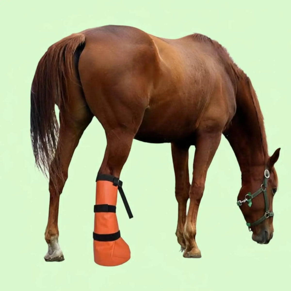 Horse Hoof Soaking Cover Waterproof Horse - ProPawPet.com