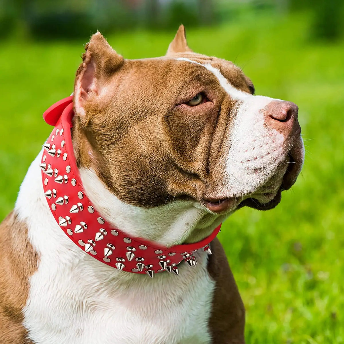 Spiked large dog collar For Medium Large - ProPawPet.com