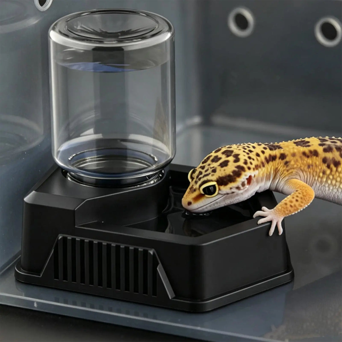 Reptile Water Bowl Anti-slip Reptiles Water - ProPawPet.com
