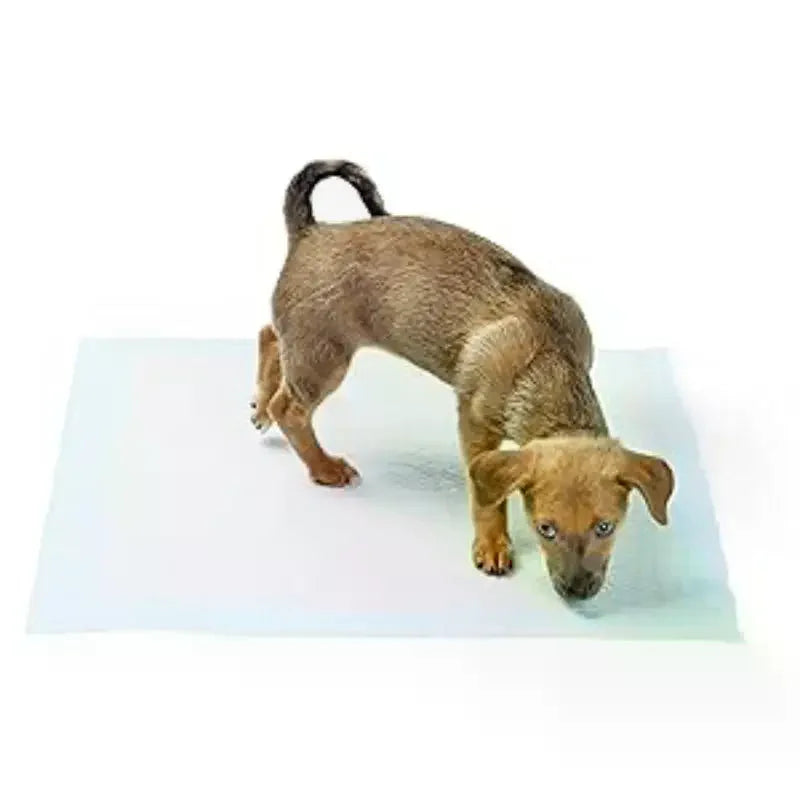 20/40/50/100 PCS Disposable Pet Training - ProPawPet.com
