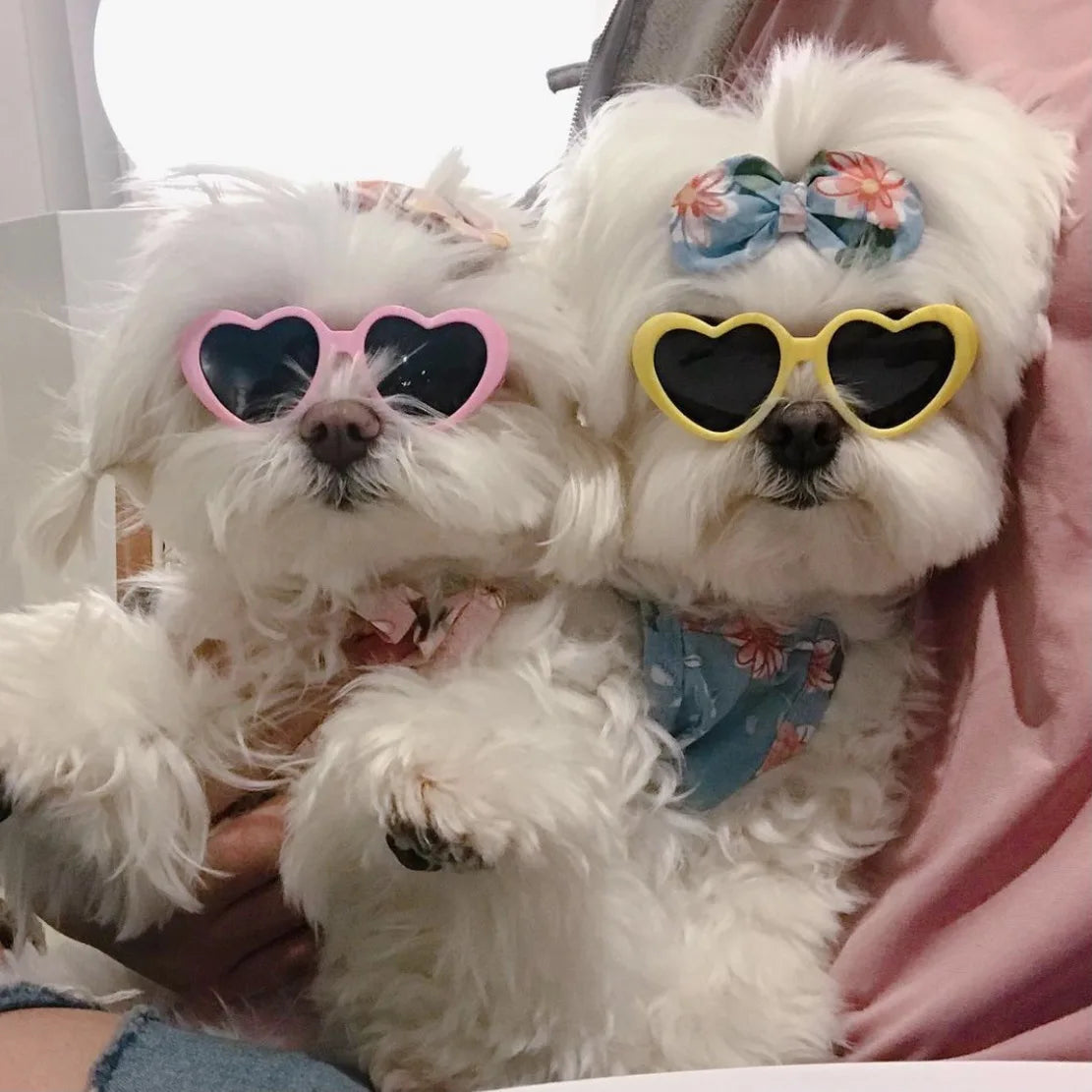 ins Korean Cute Pet Sunglasses Sunflower - ProPawPet.com