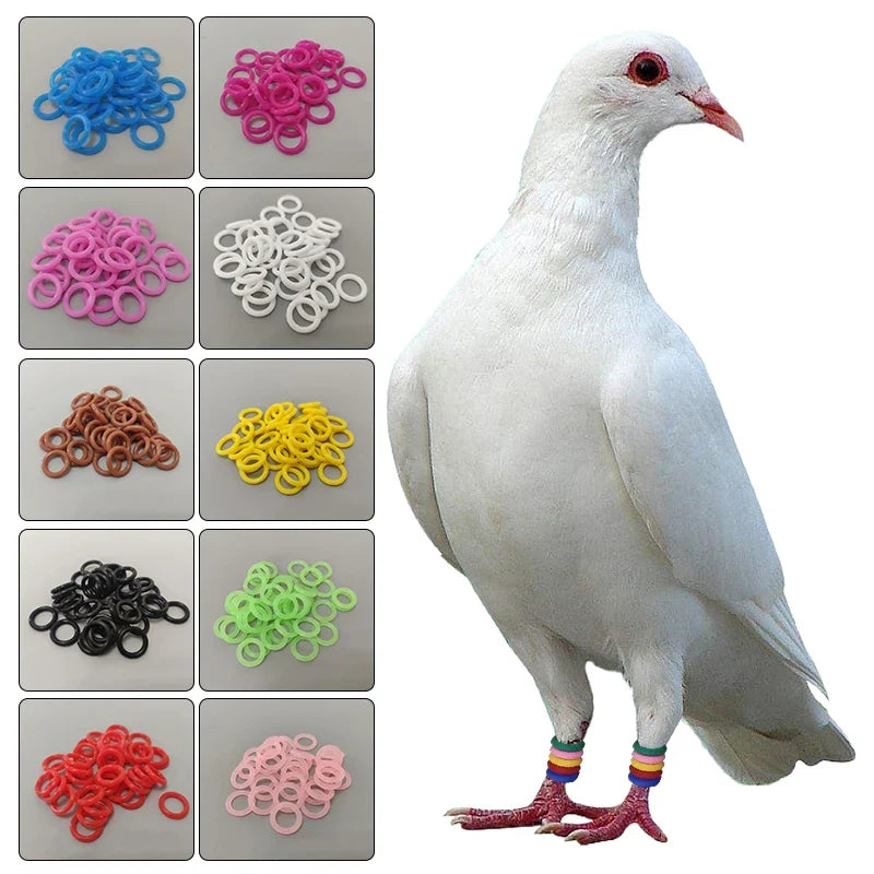 100Pcs Pigeon Bird Foot Rubber Ring Elastic - ProPawPet.com