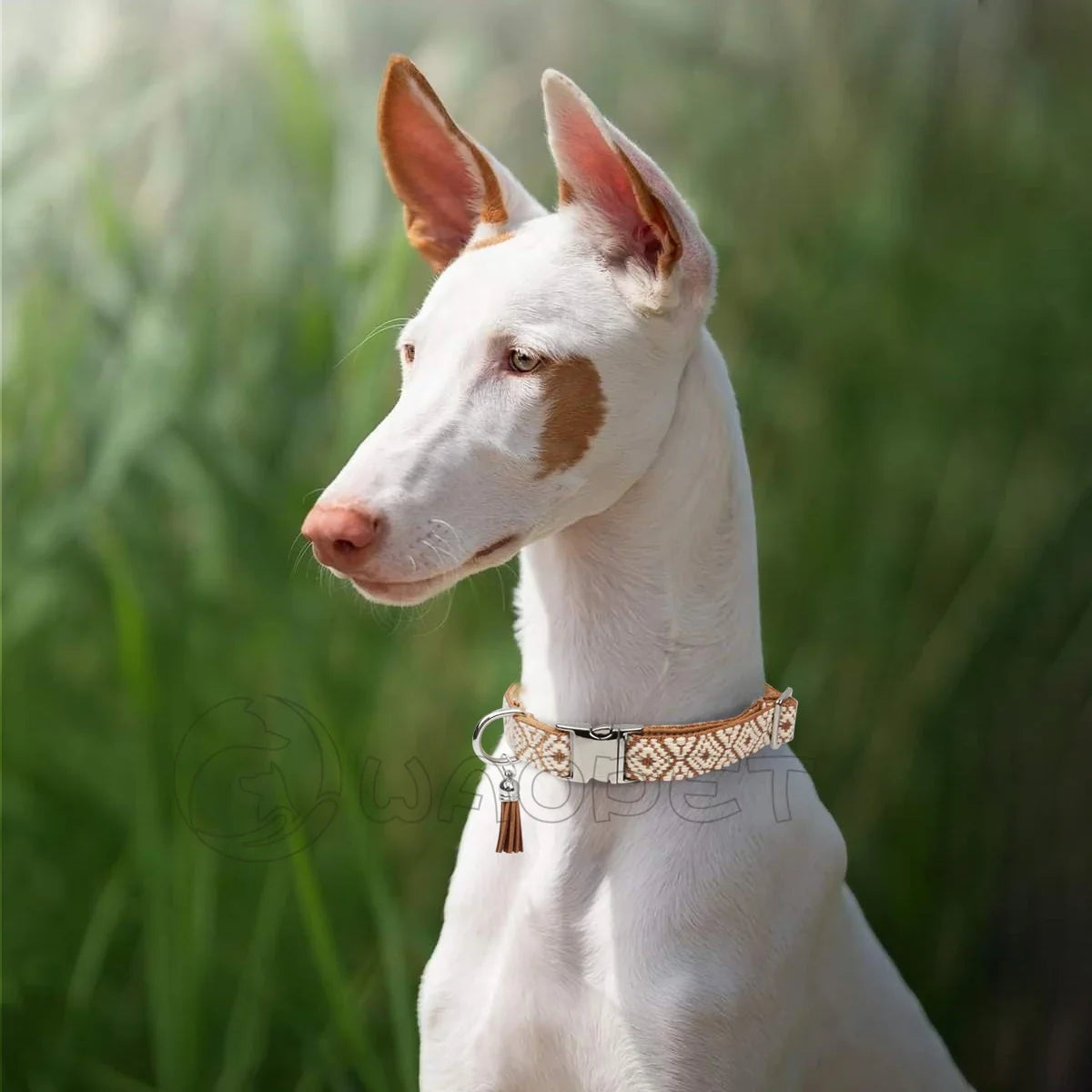 Bohemian Ethnic Style Pet Collars For Small - ProPawPet.com