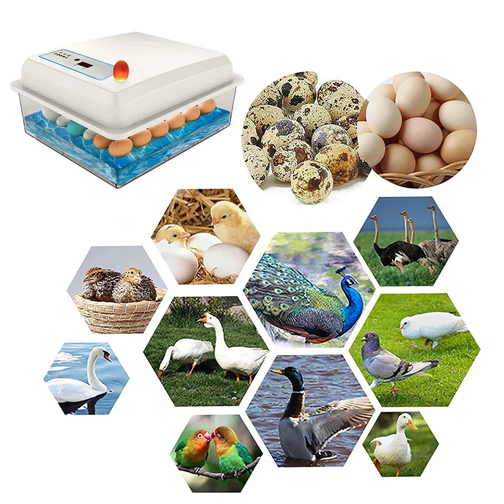 20 Eggs Incubator Set Fully Automatic - ProPawPet.com