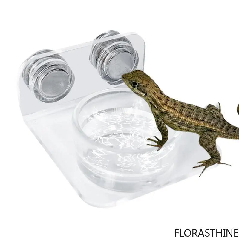 Magnetic Reptile Feeding Ledge Suction Cup - ProPawPet.com