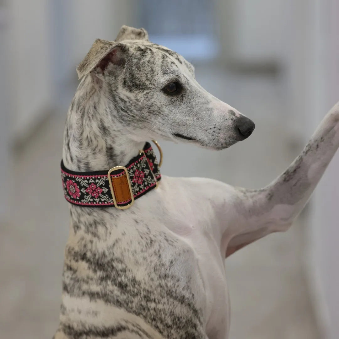 Martingale Dog Collar Hens / Greyhound - ProPawPet.com