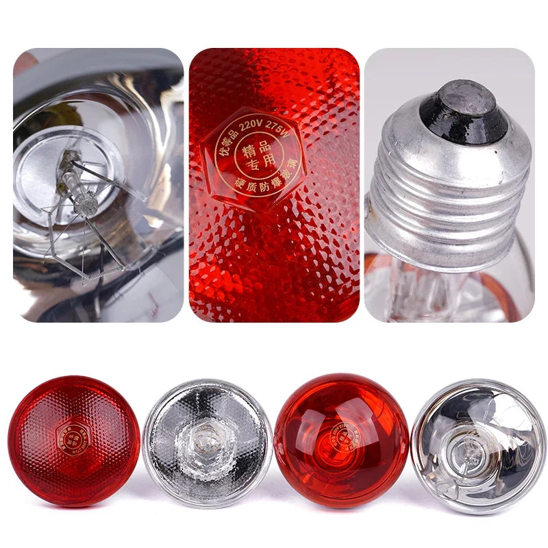 220V Heating Light Bulb Poultry Reptile - ProPawPet.com