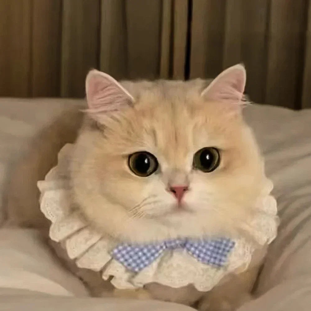 Cute Dog Collar Lace Bowknot Pearl Cat - ProPawPet.com
