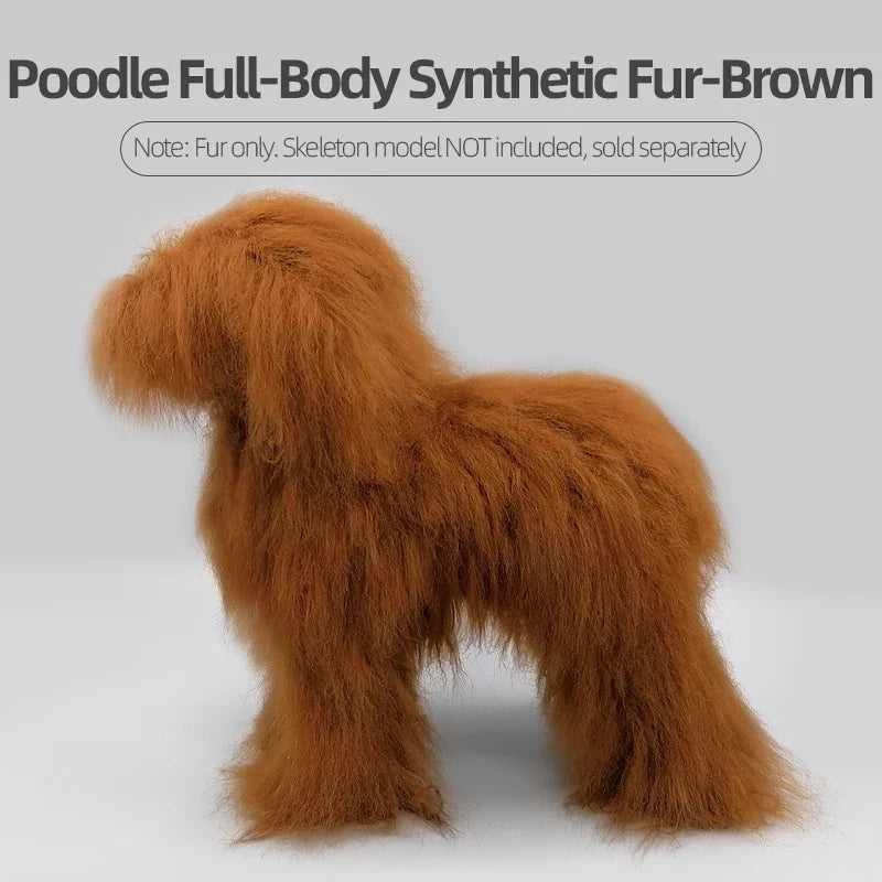 Pet Dog Model Hair Beautician Practice - ProPawPet.com