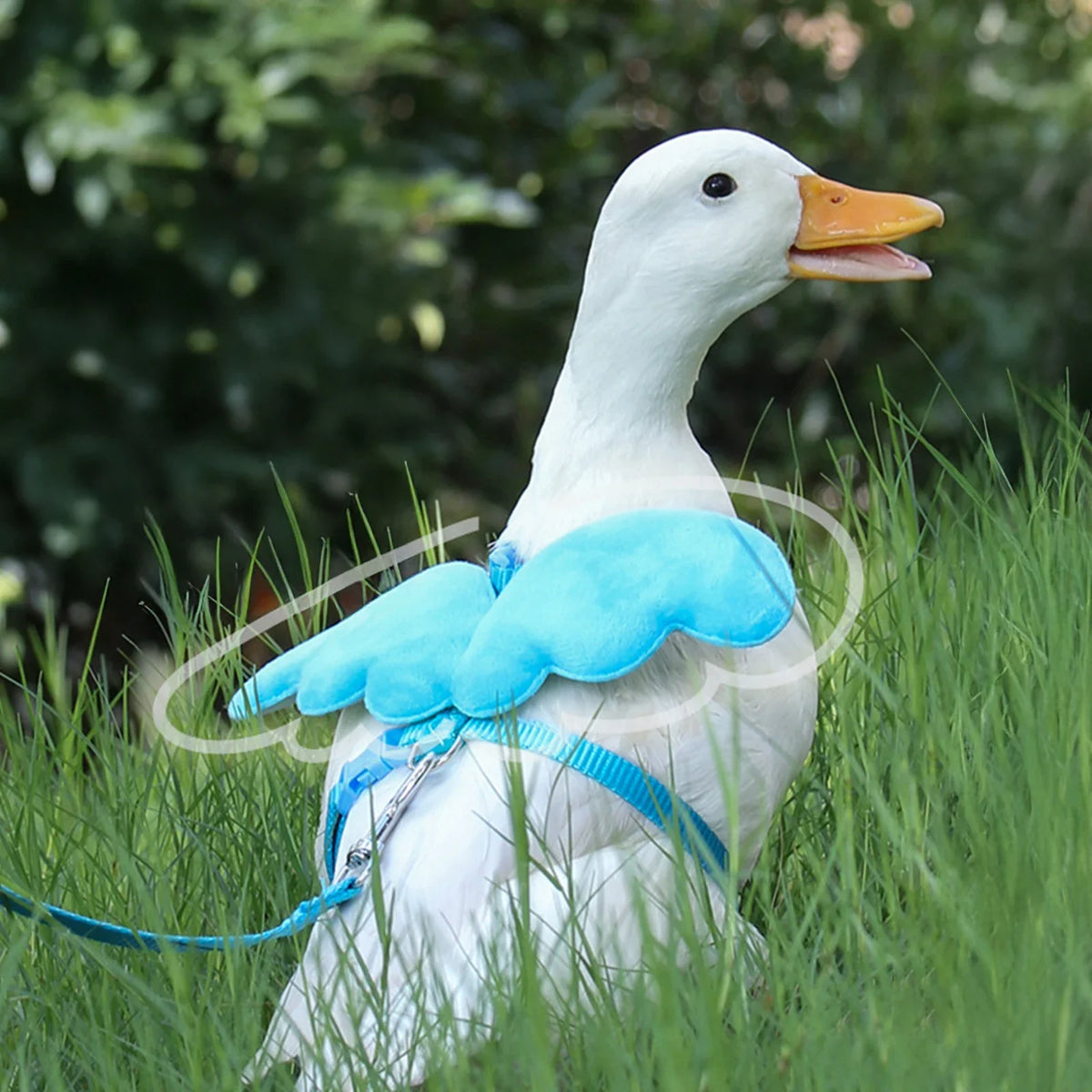Angel Wing Pet Duck Walking Harness With - ProPawPet.com
