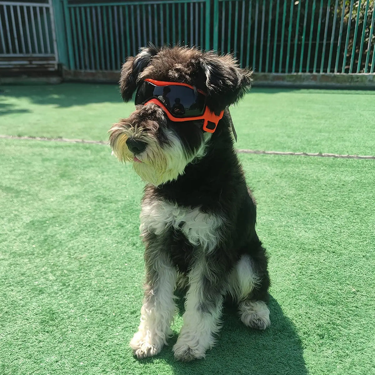 UV Protective Goggles for Dogs Cat - ProPawPet.com