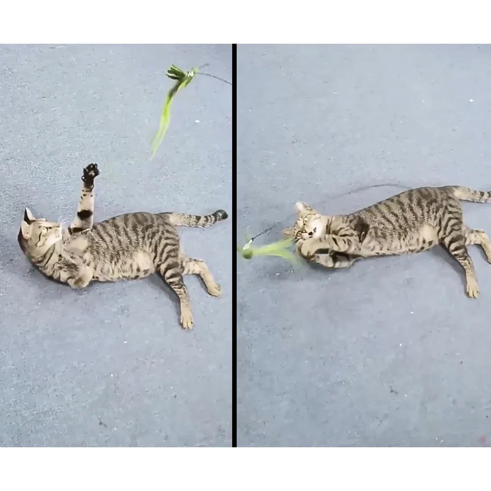 1p Simulation Bird Cat Toy Replaces Head Cat - ProPawPet.com