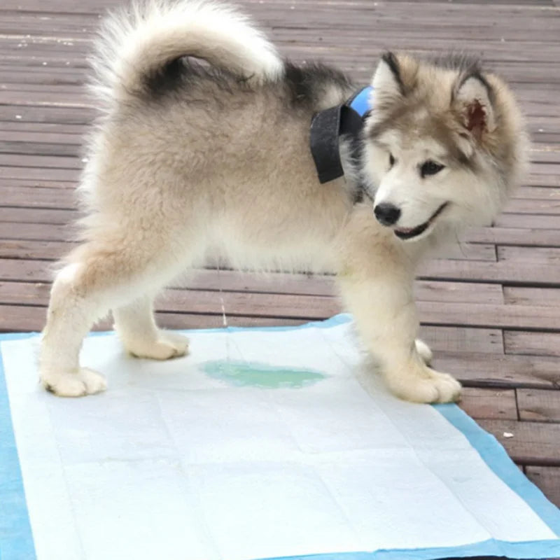 Super Absorbent Dog Training Pee Pads - ProPawPet.com