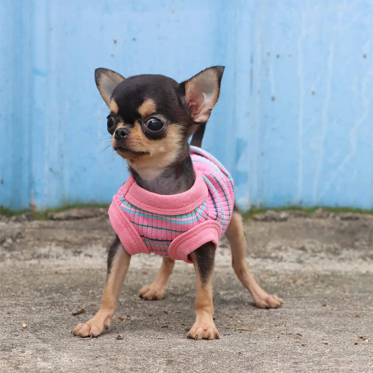 Rib Dog Shirt Vest for Small Dogs Chihuahua - ProPawPet.com