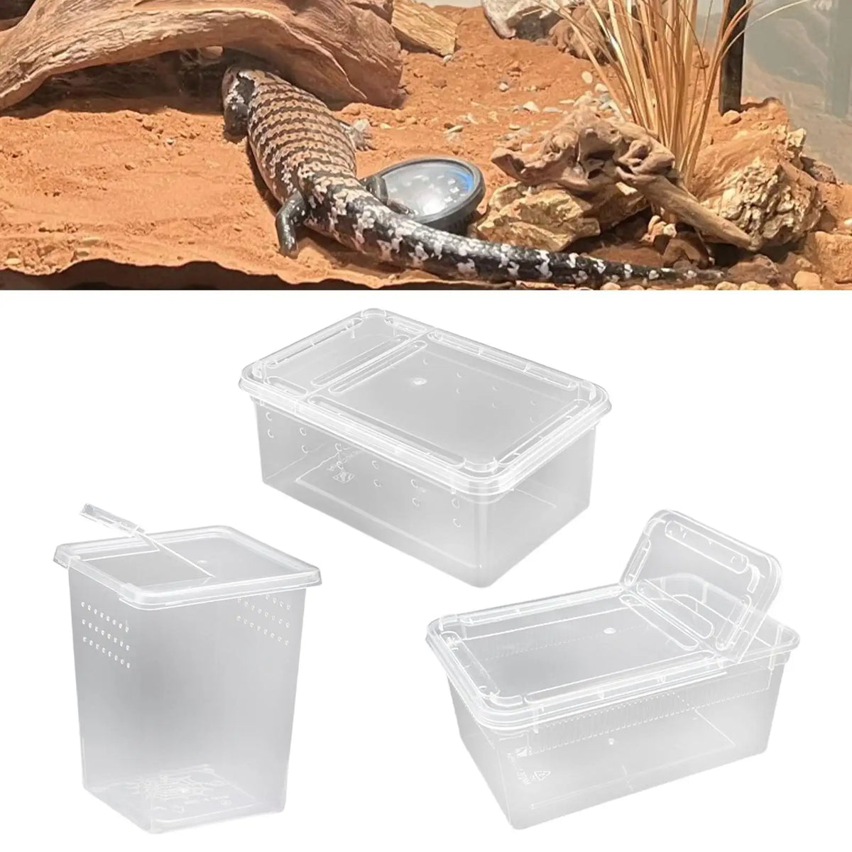 Reptile Feeding Box Terrarium Mini Clear - ProPawPet.com
