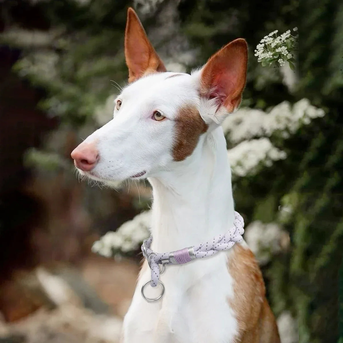 Braid Twisted Design Collar For Dog Strong - ProPawPet.com