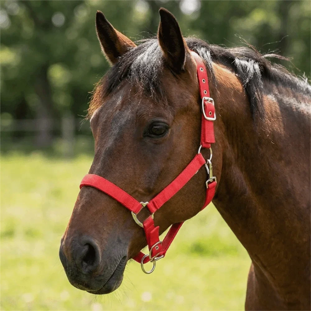 Universal Fit Adjustable Horse Halter Nylon - ProPawPet.com