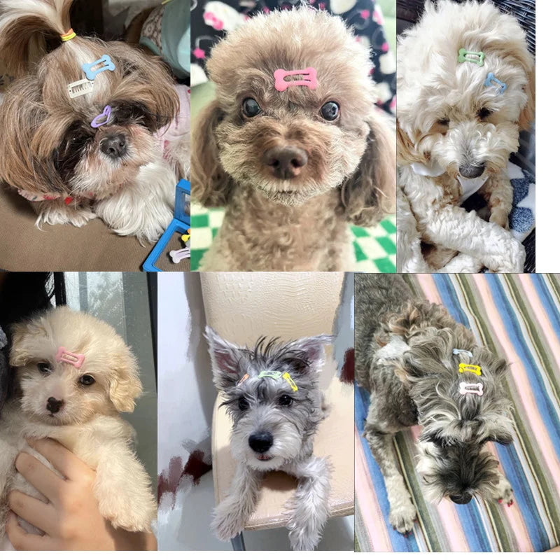 Pcs/set Bone Shape Pet Dog BB Clips Cute Dog - ProPawPet.com