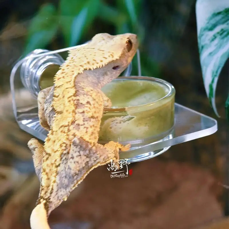 Gecko Feeding Dish Reptiles Feeder Bowl with - ProPawPet.com