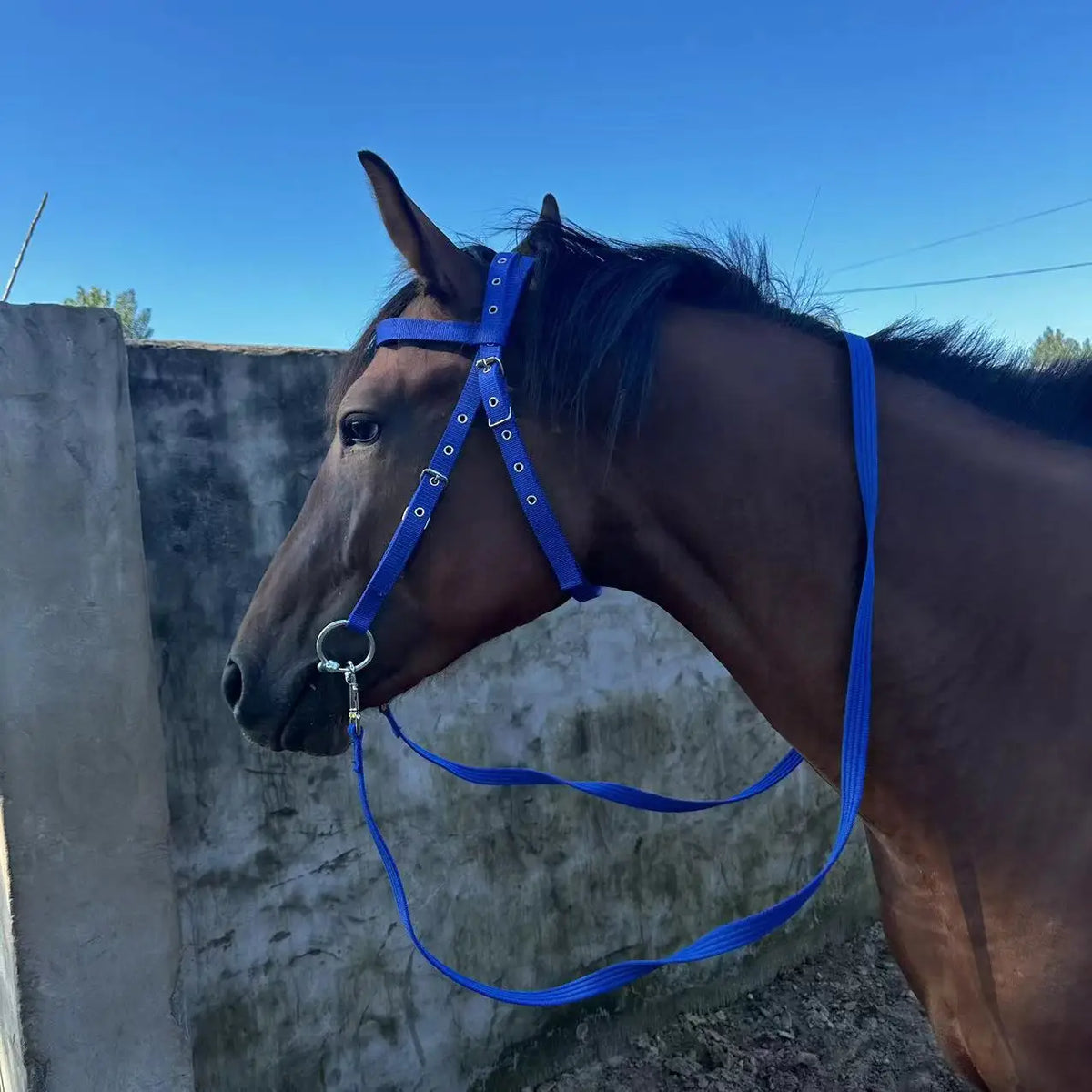 Horse Bridle Harness Set – PU Leather - ProPawPet.com