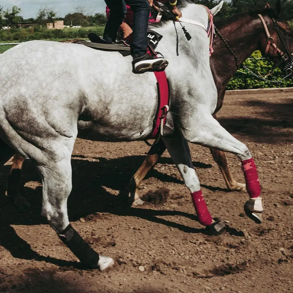 2/4Pcs Set Breathable Horse Leg Bandage - ProPawPet.com