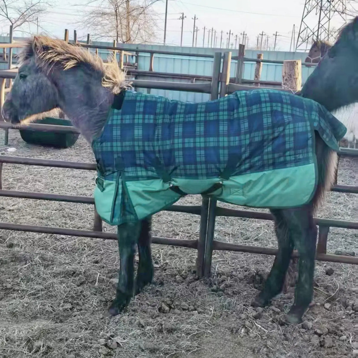 Winter Horse Blanket Easy to Install - ProPawPet.com