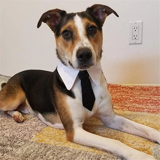 1PC Pet Dog Cat Formal Tie Adjustable - ProPawPet.com