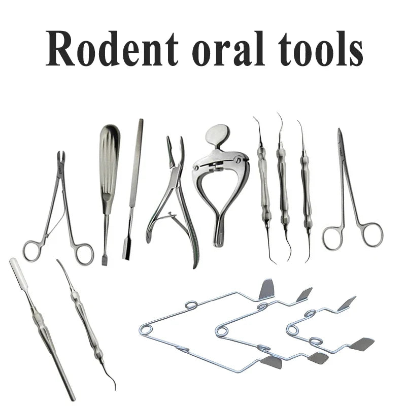 1PCS Lab Experiment Rodent Rat Rabbit Totoro - ProPawPet.com