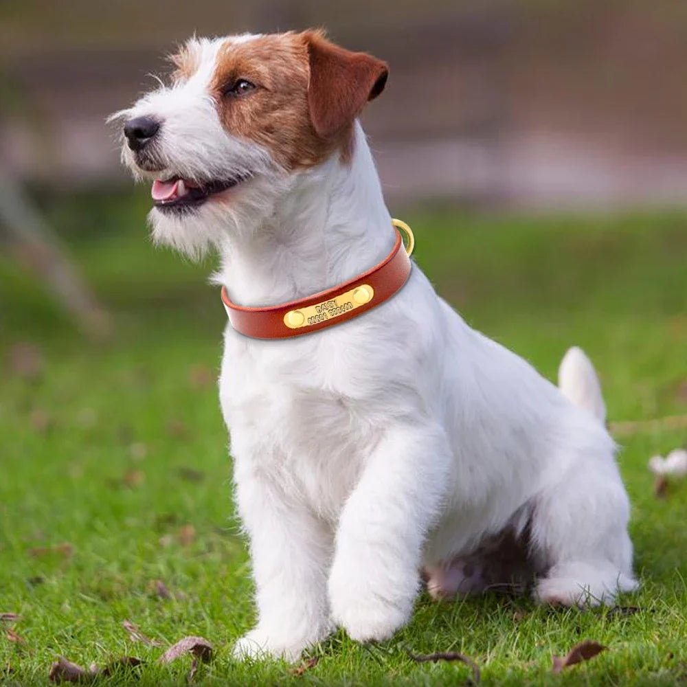 Personalized Dog ID Collar Genuine Leather - ProPawPet.com