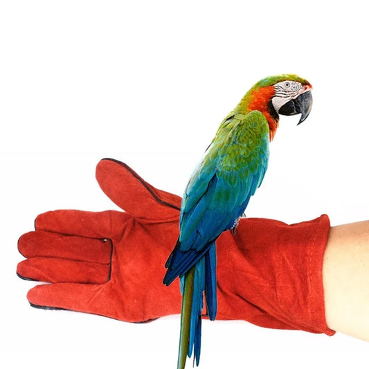 Bird Parrot Training Anti-bite Gloves - ProPawPet.com