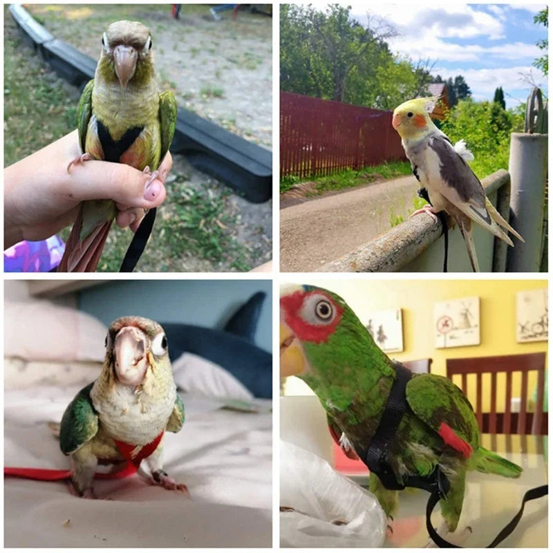 Parrot Bird Harness Leash Adjustable - ProPawPet.com