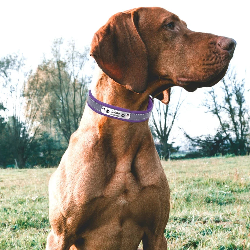 Personalized Dog Collar Leather Reflective - ProPawPet.com