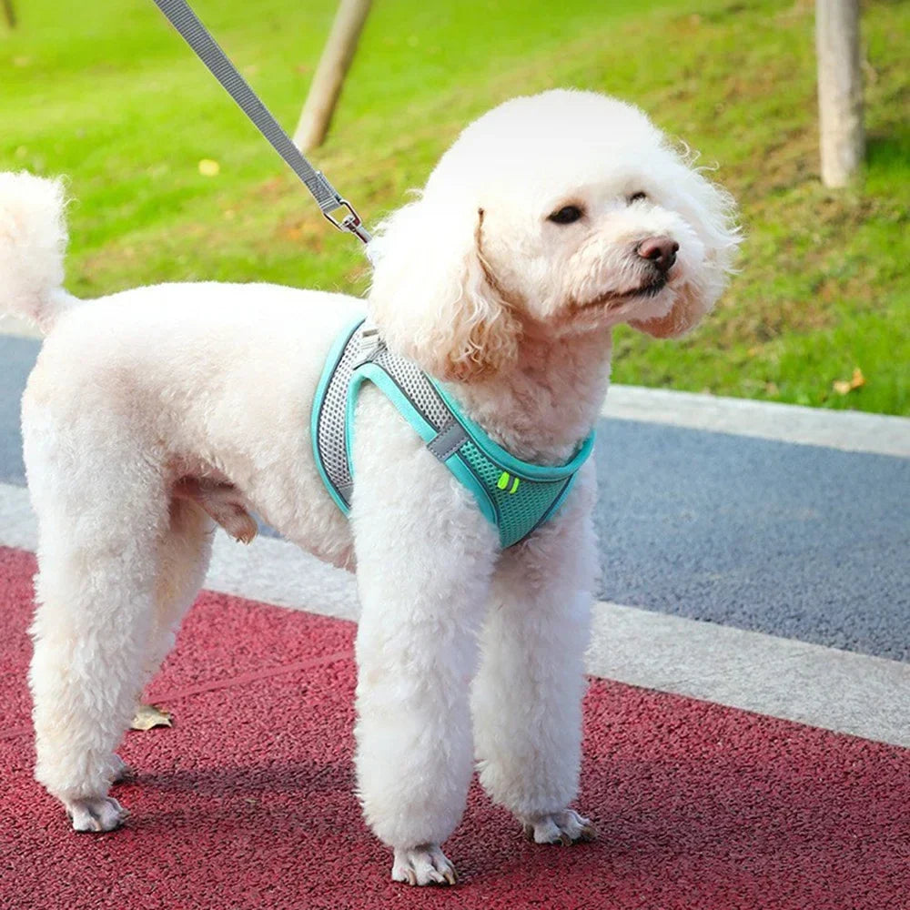 Pet Cat Dog Harness Vest Chest Rope Set - ProPawPet.com