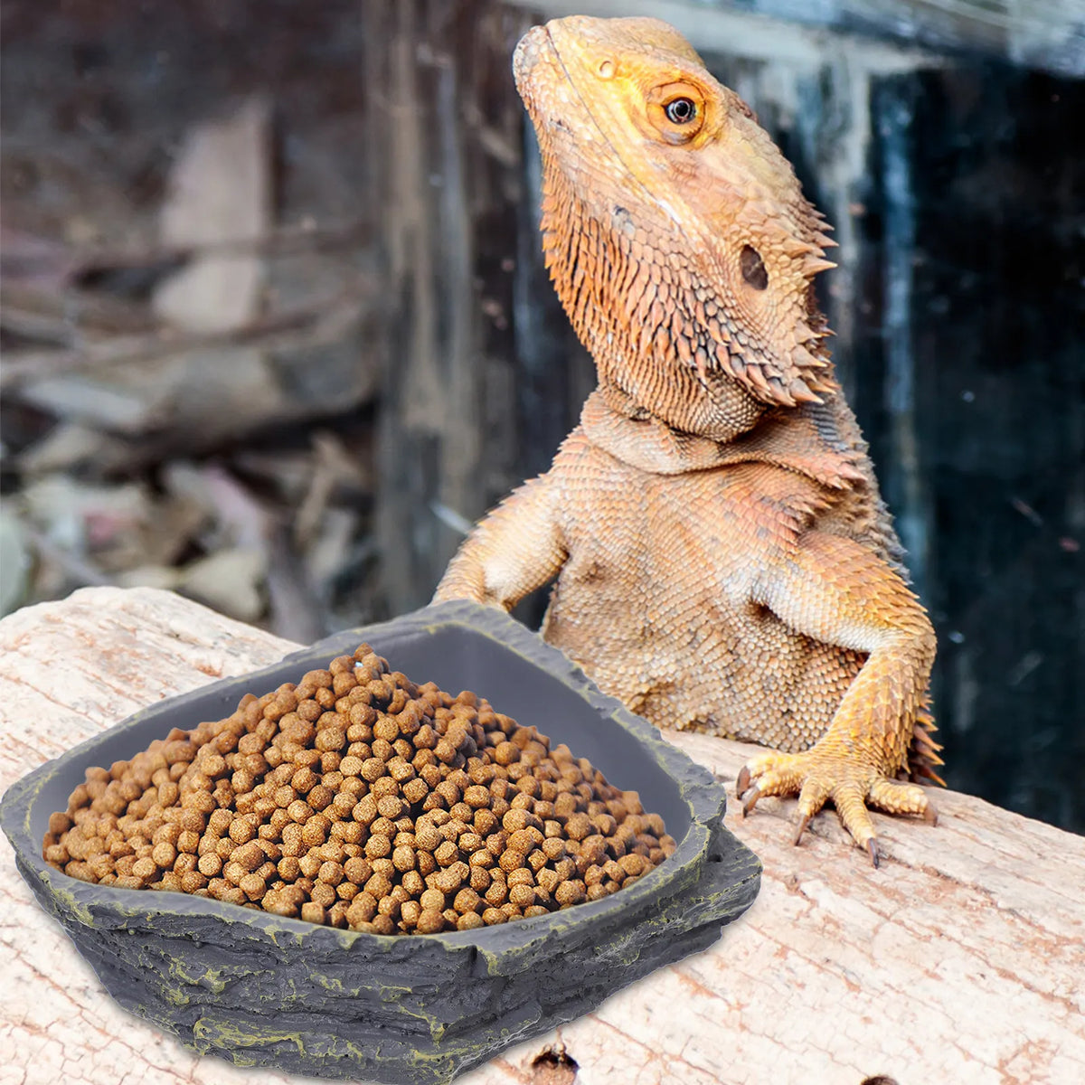 1Pcs Resin Rock Style Reptile Feeding Bowl - ProPawPet.com