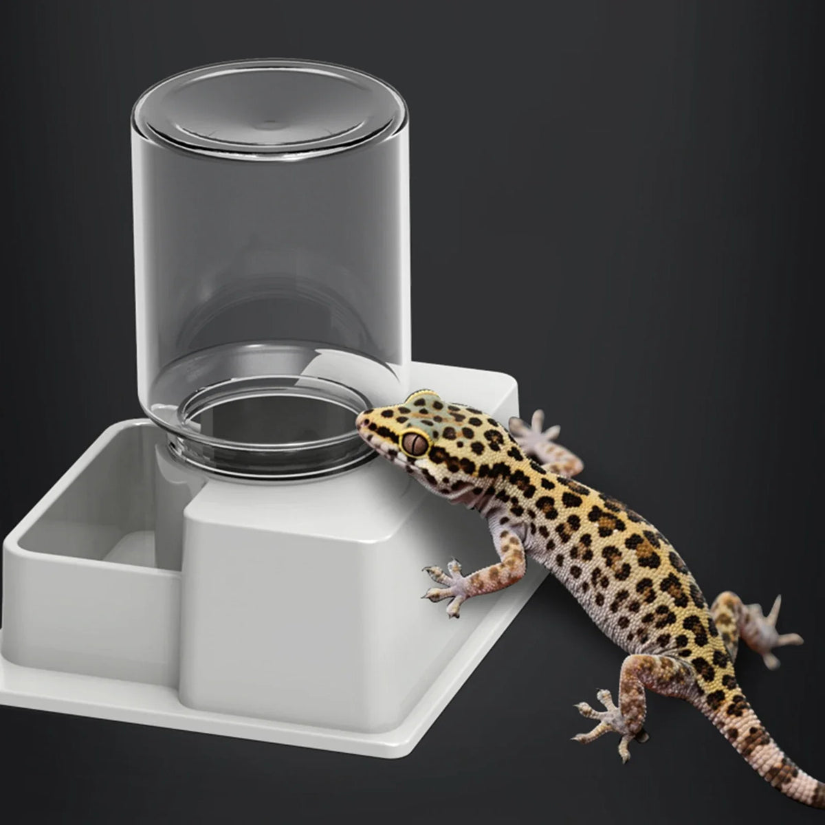 Automatic Reptile Water Dish Reusable - ProPawPet.com