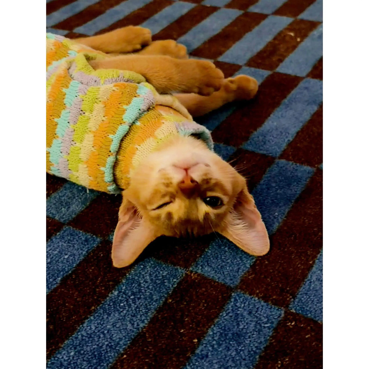 Thickened Warm Striped Sweater Vest Two Legs - ProPawPet.com