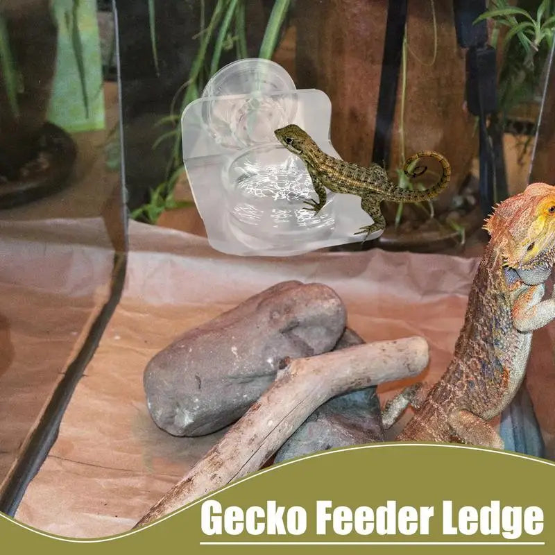 Gecko Feeding Dish Reptiles Feeder Bowl with - ProPawPet.com